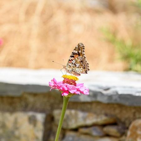 Villa Andromeda Amorgos Bagian luar foto